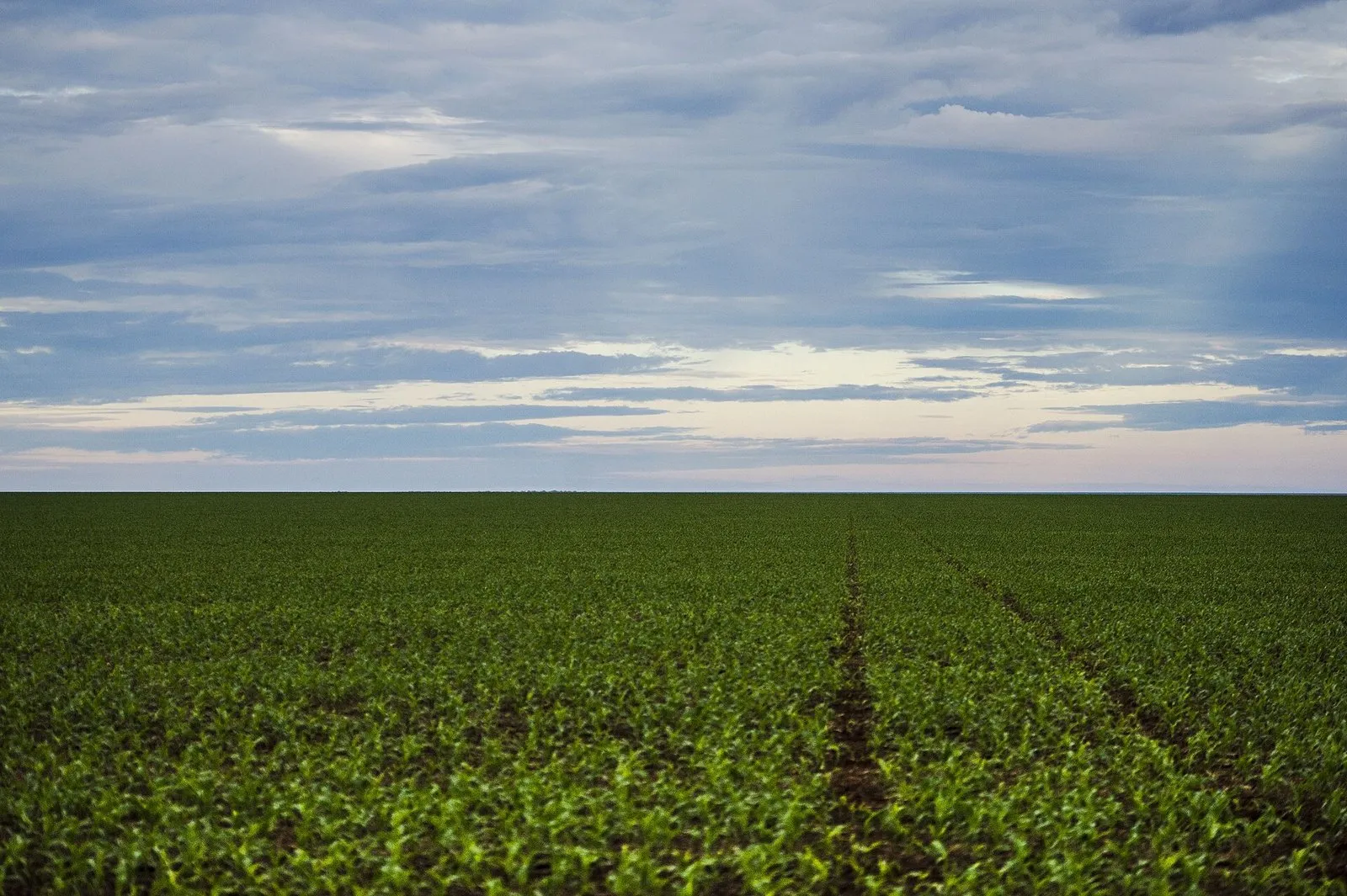 Campo plano com fileiras de plantas jovens que se estendem até o horizonte, sob céu nublado