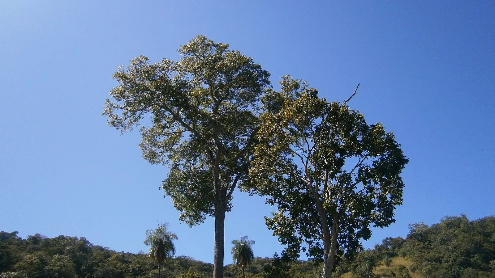 Duas árvores grandes sob céu azul, com palmeiras e morros cobertos de mata ao fundo