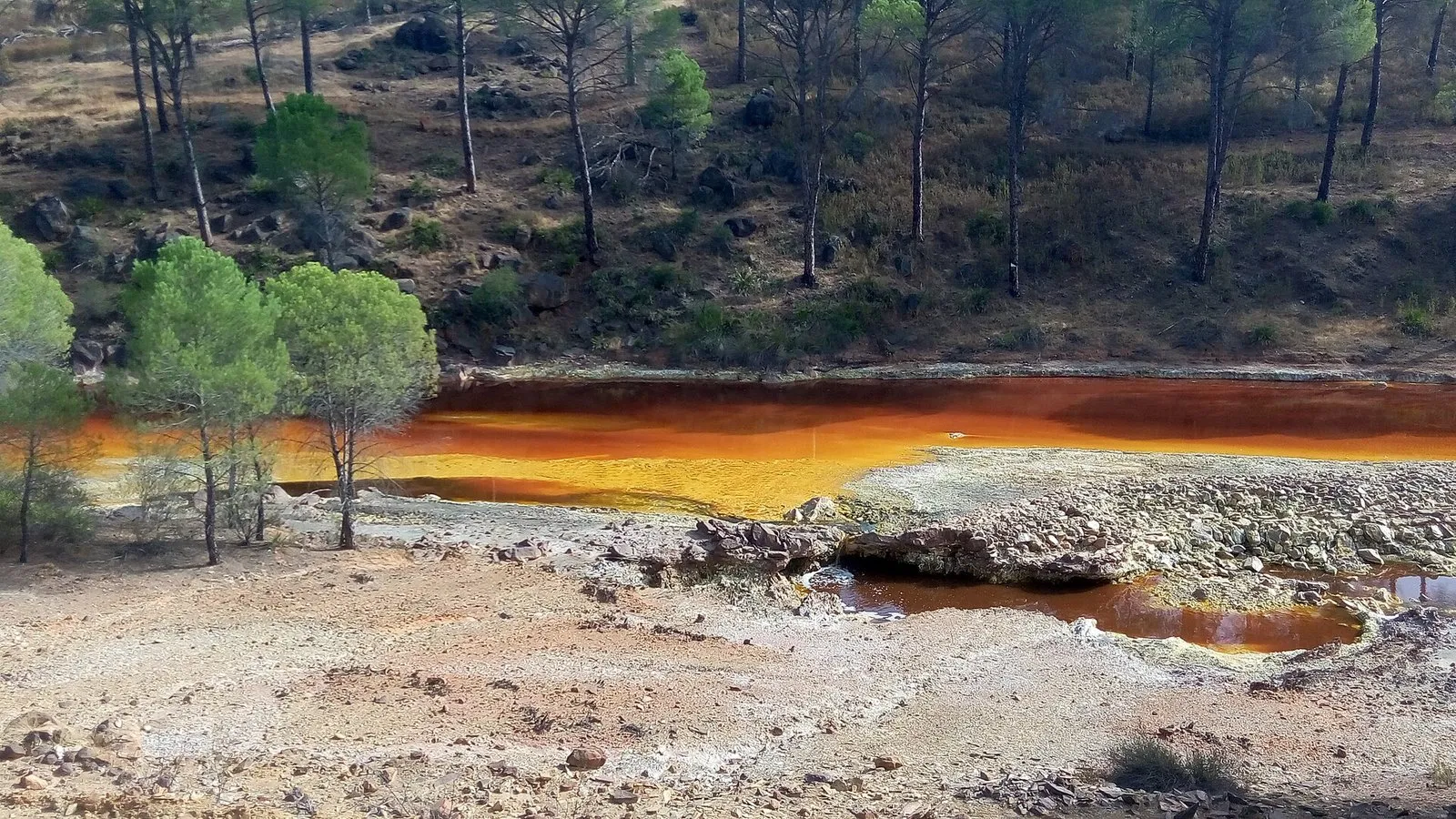 River of orange water flowing between banks of pale stones, with pine trees on the slope in the background
